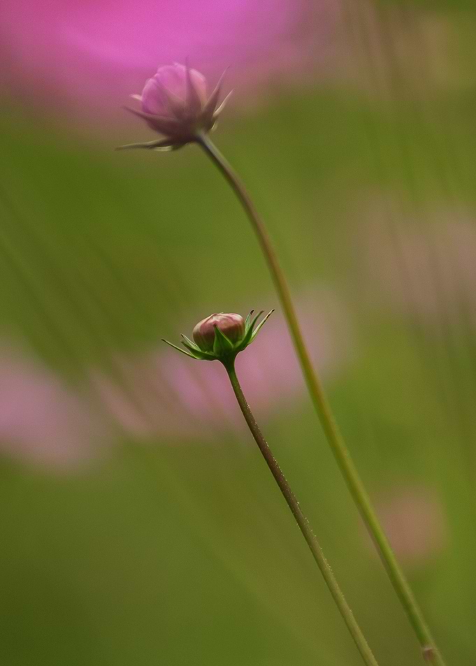 Fragile stems of a plant