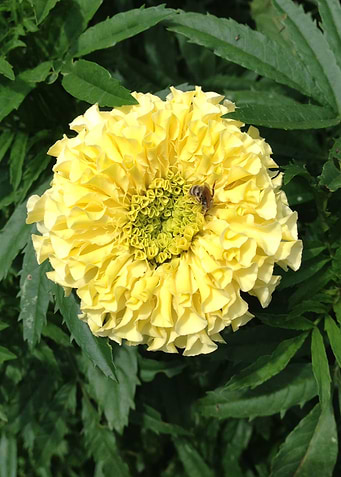 Yellow Marigold Flower