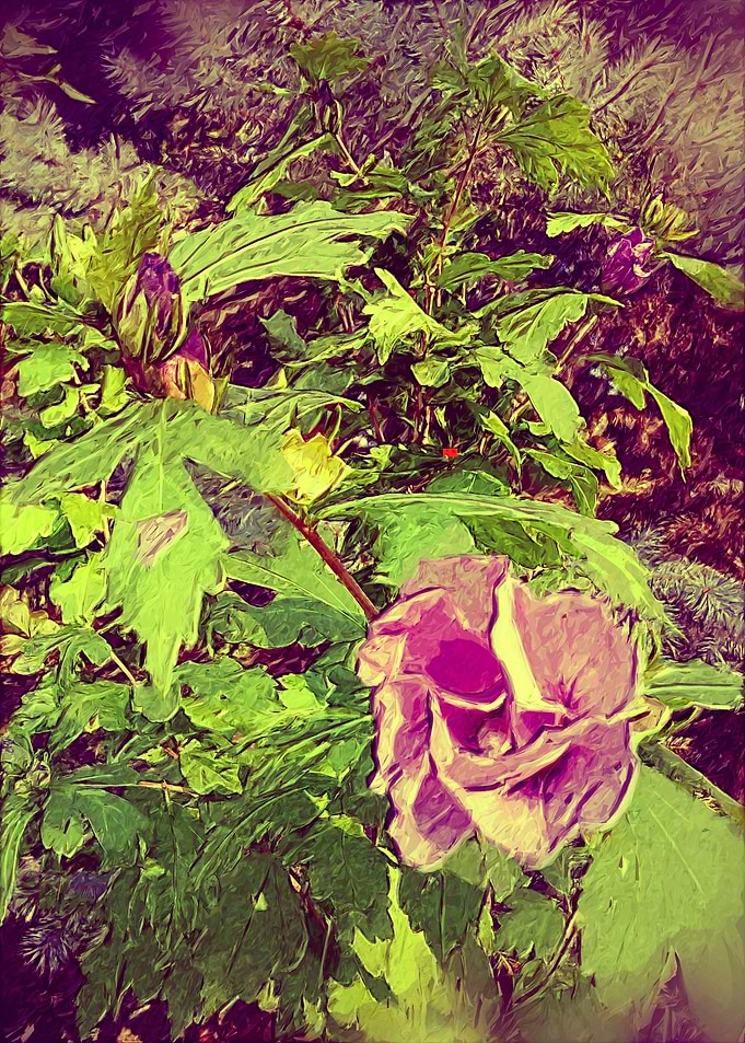 hibiscus
