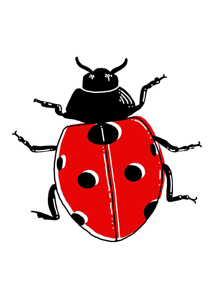 Ladybug