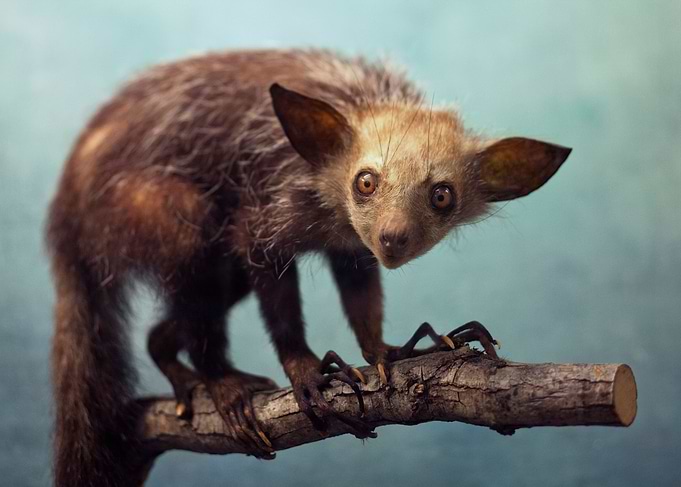 Taxidermy Terror