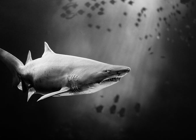 Shark