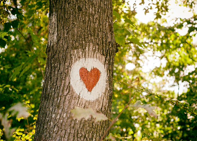 For the Love of Trees