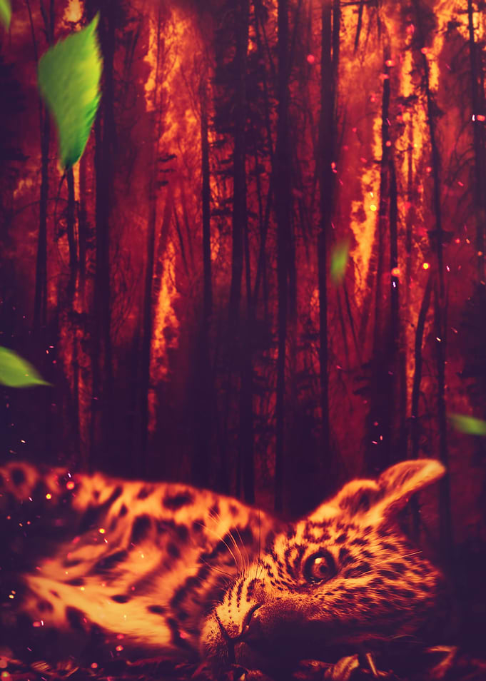 Save the forest