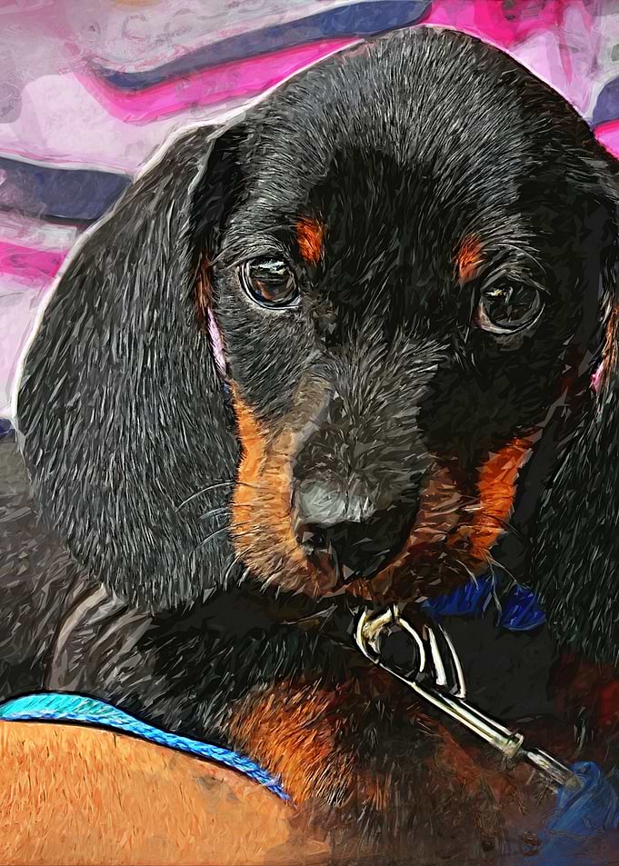 dachshund