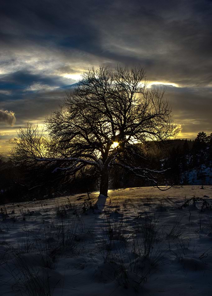 The magic tree
