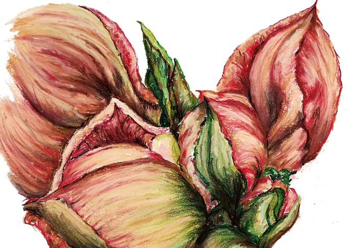 Amaryllis Red Buds