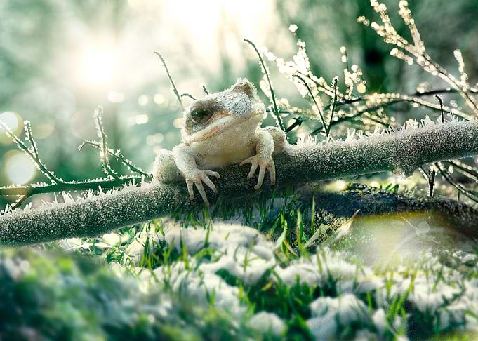 Frog with nature