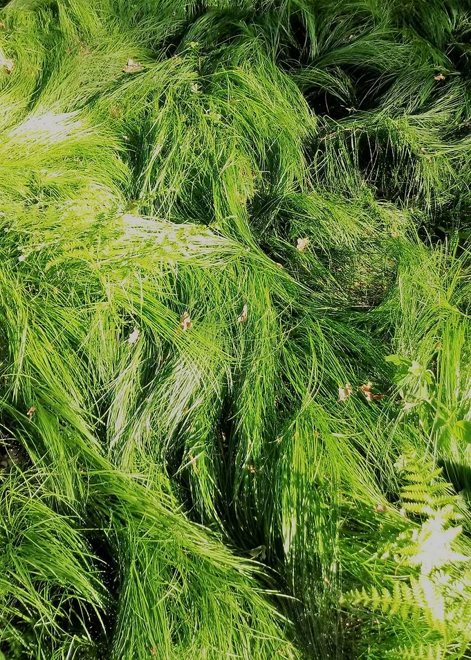 grass