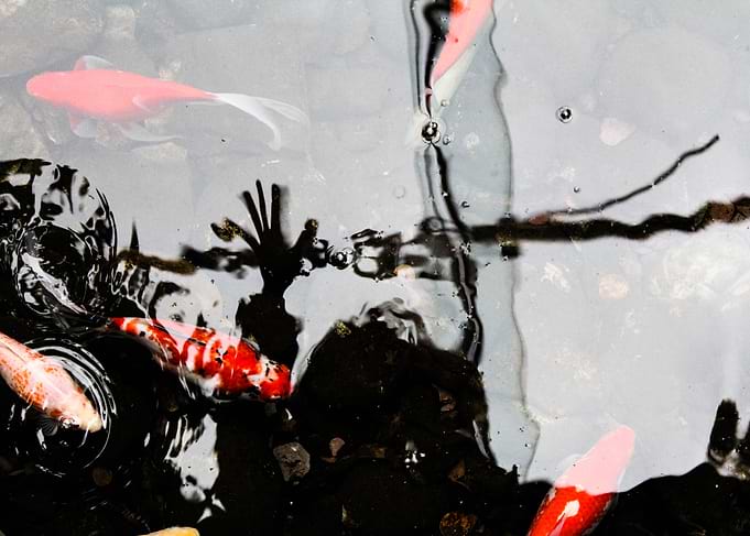 Biophilia