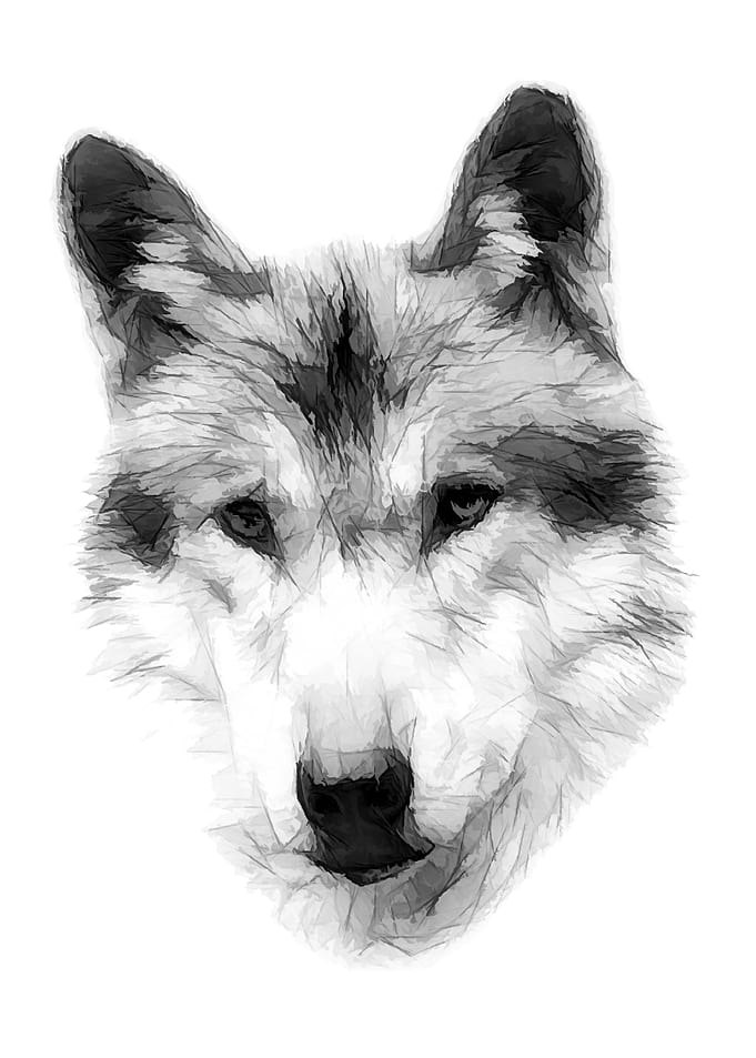 Beautiful Wild Wolf