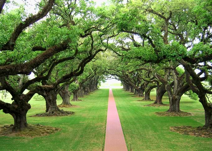 Louisiana Plantation Alley