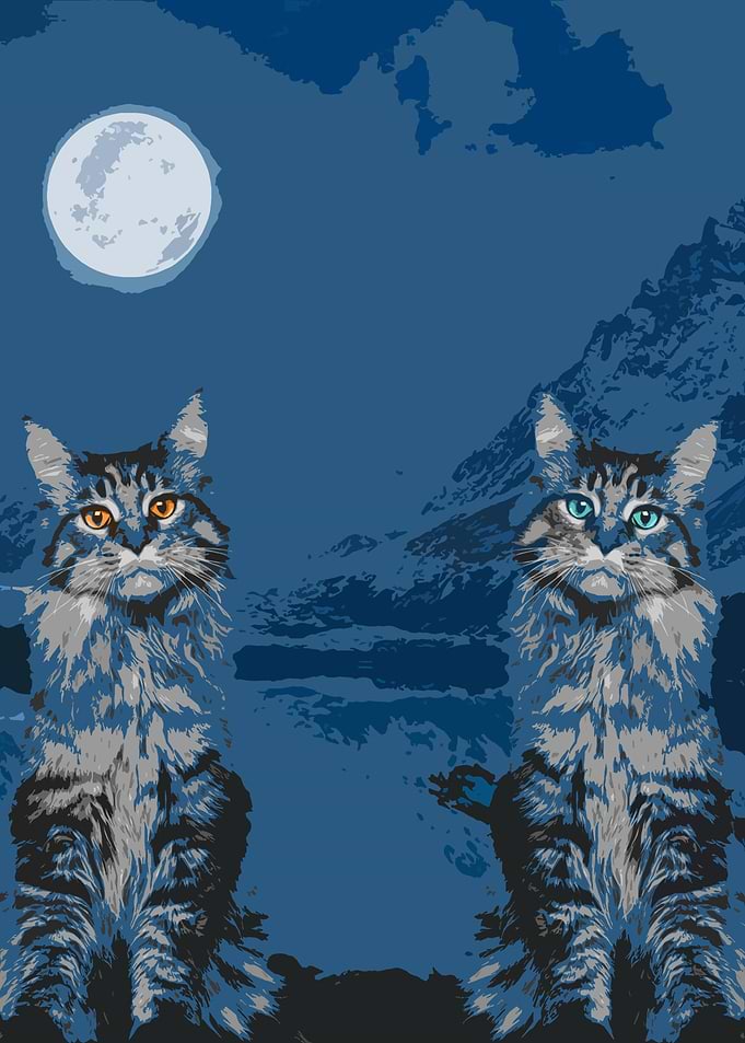 Cats cute