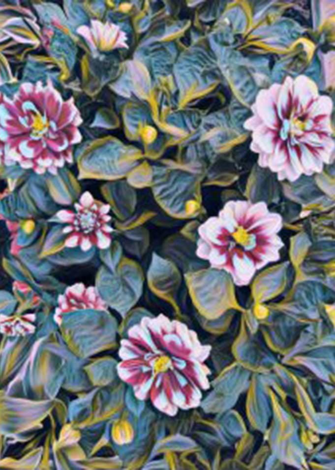 red and white flowers