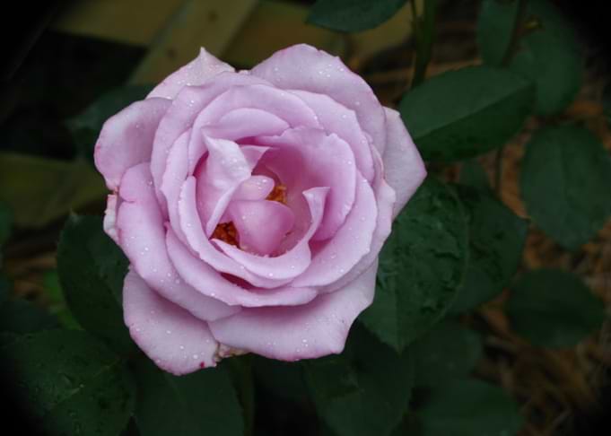 Pink Rose
