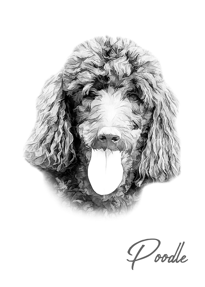 Nice Poodle dog portrait