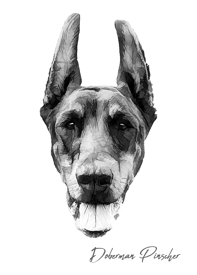 Doberman Pinscher dog
