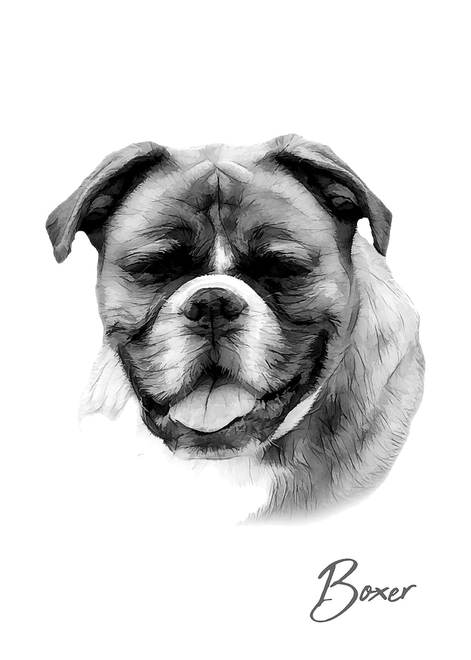 Boxer dog portrait