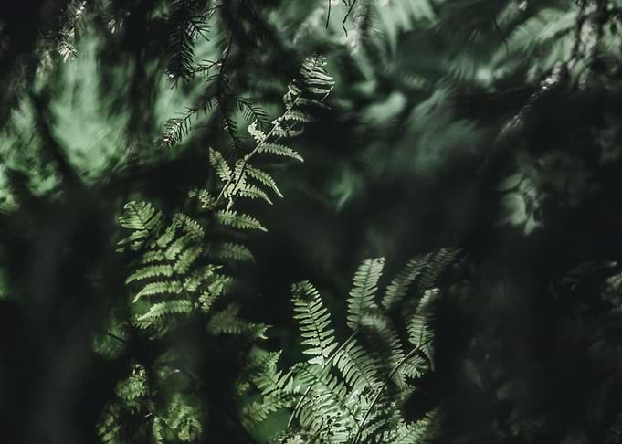 Leaves 7