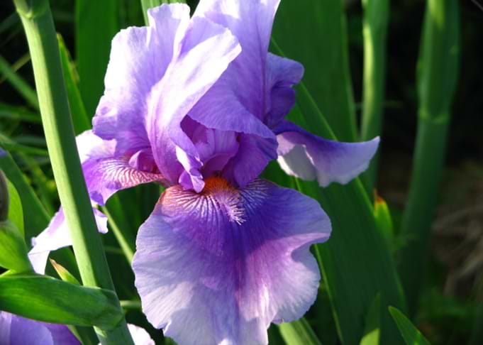 Purple Iris Flower