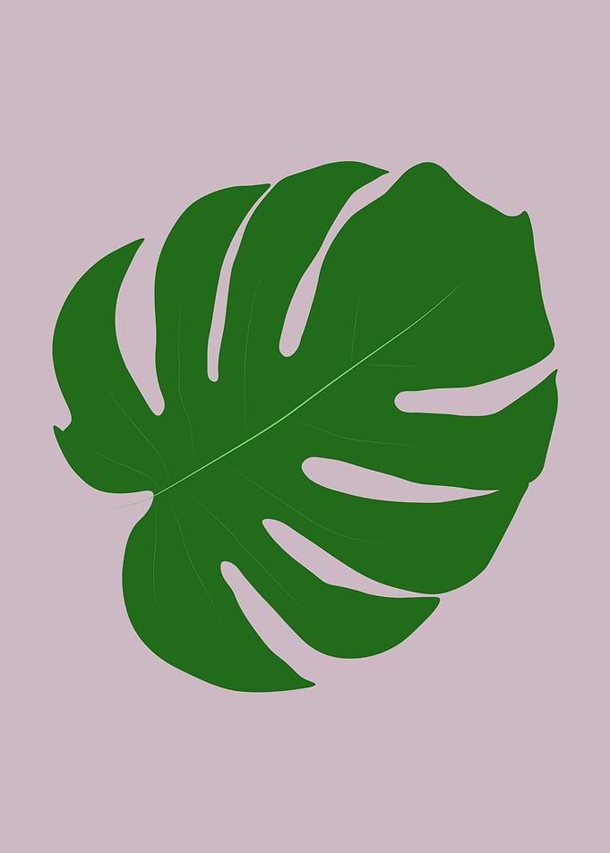 Monstera