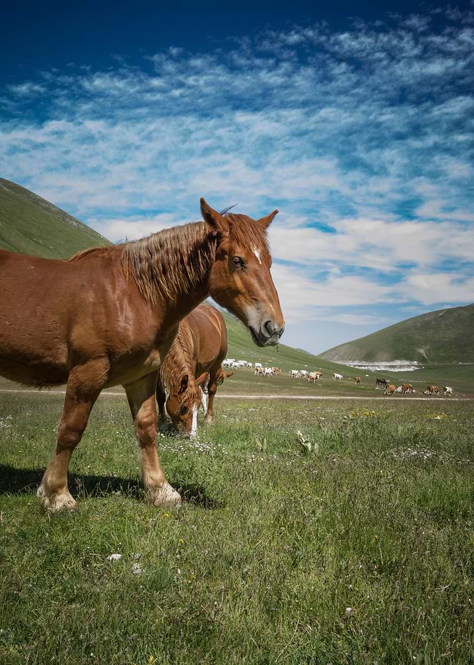 Two Wild Ones