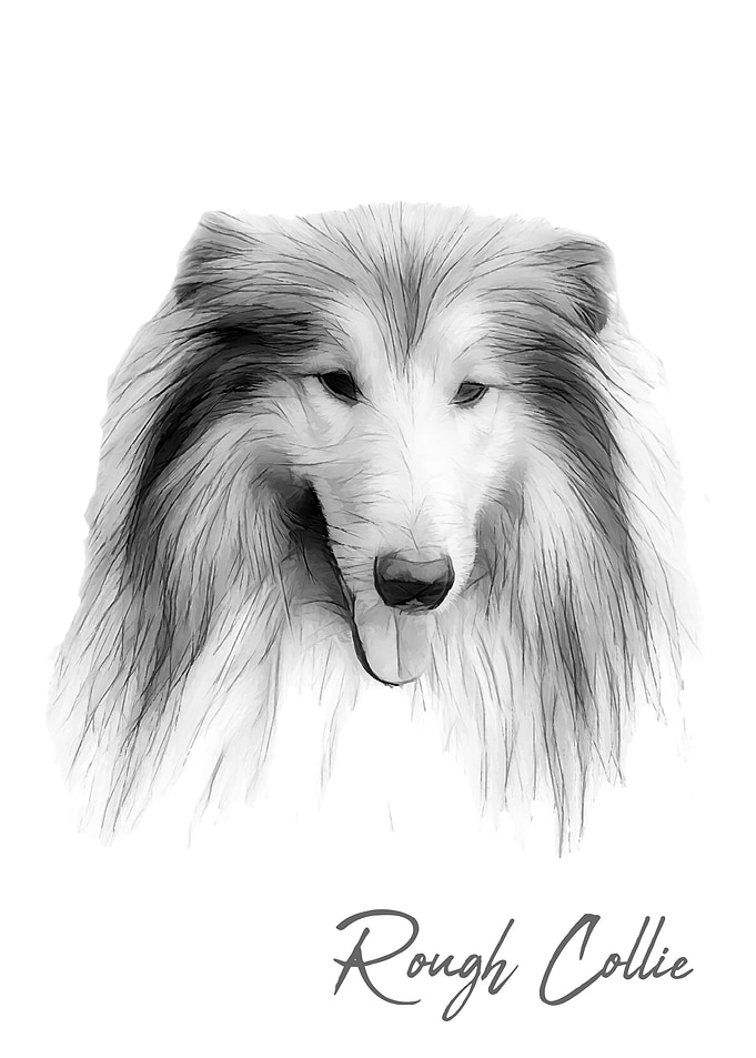 Rough Collie dog portrait