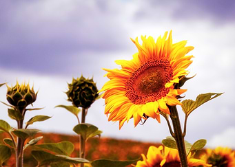 Sunflover