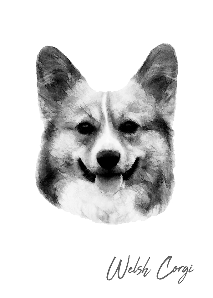 Cute Welsh Corgi dog