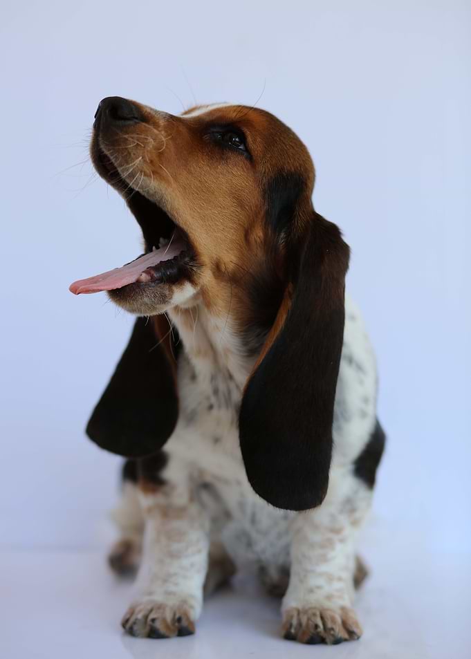 Hush Puppy