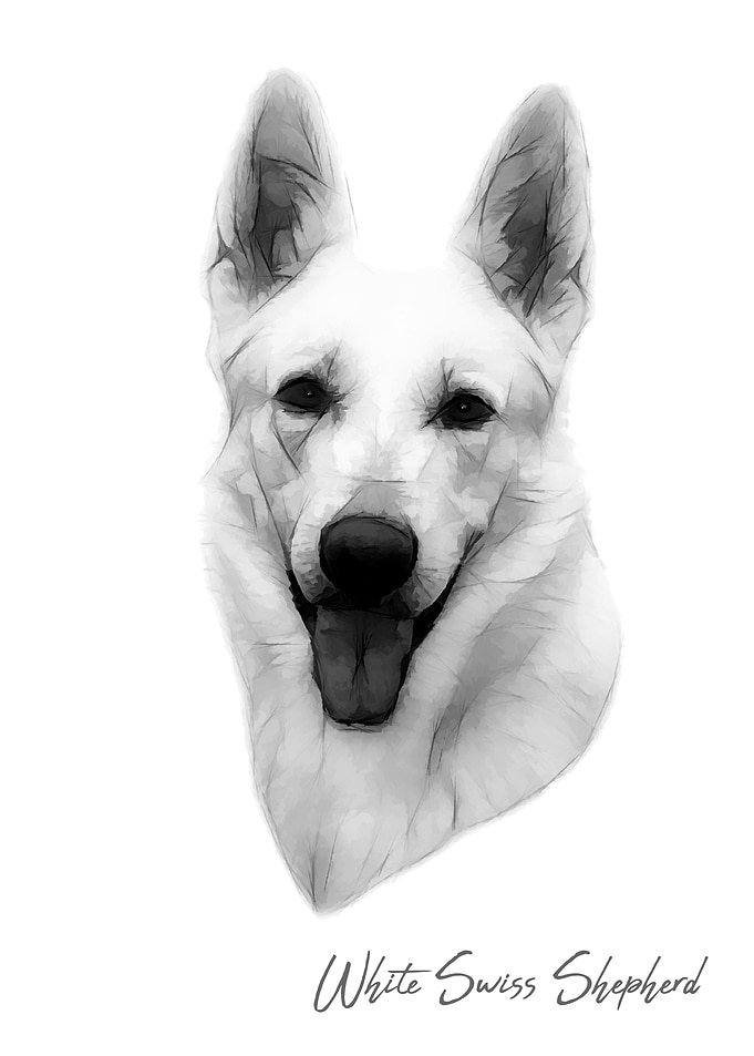 White Swiss Shepherd dog