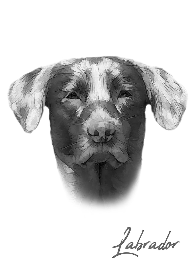 Cool Labrador dog portrait
