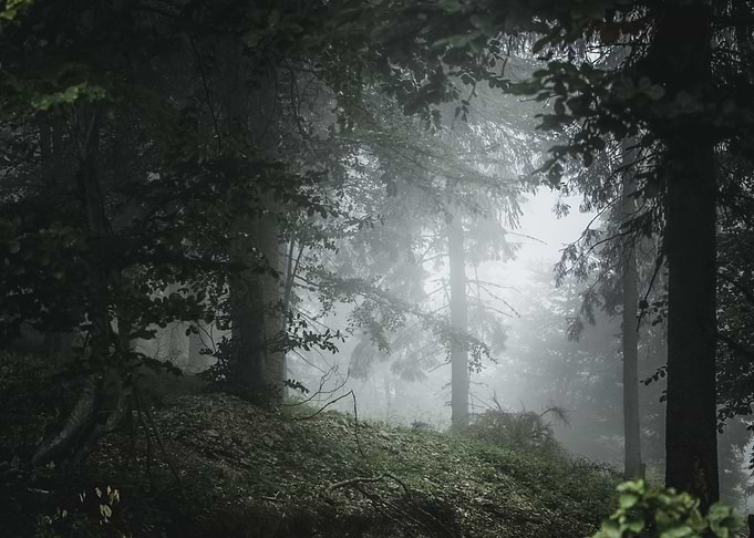Forest 1