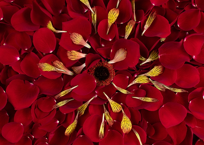 Rose Petals 3