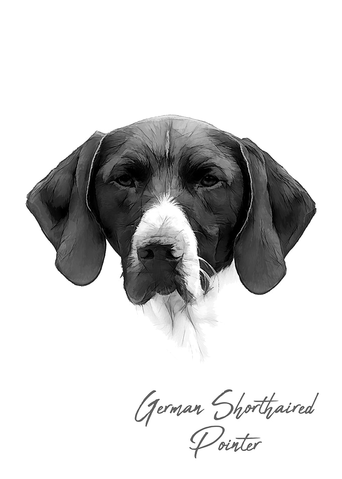German Pointer dog
