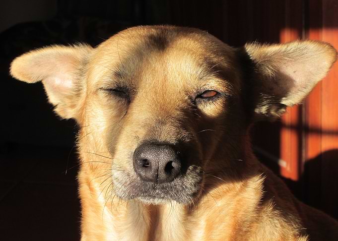 Dog Enjoying The Sun