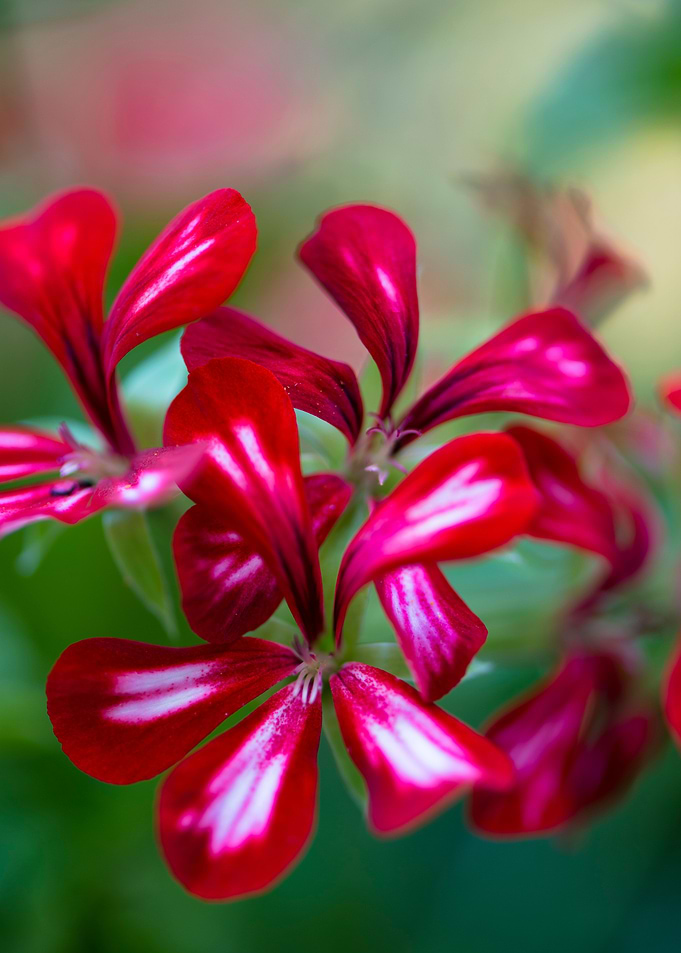 Geranium Pelargonium