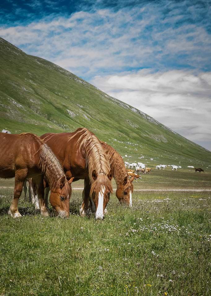 Three Wild Ones
