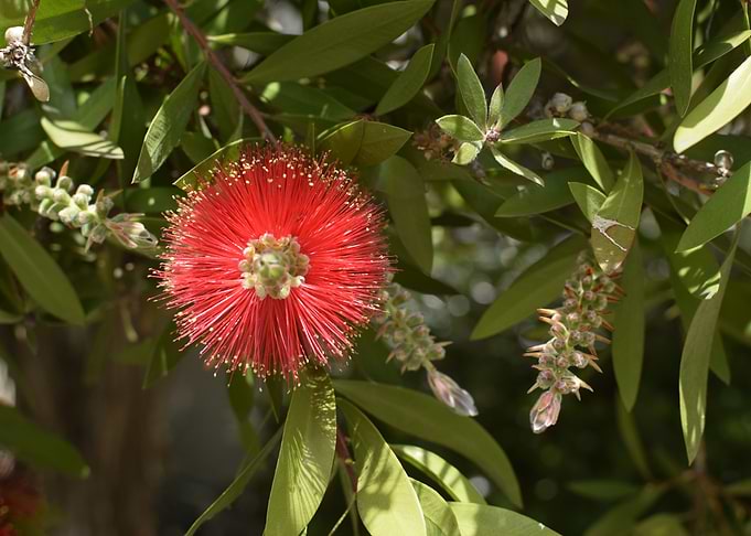 Red Flower 1