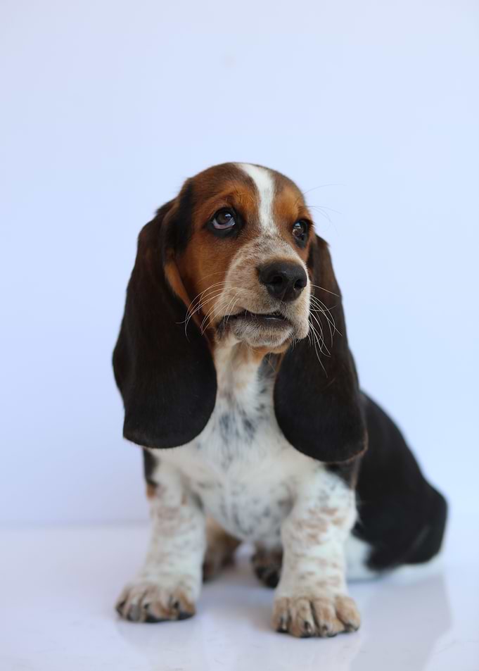Hush Puppy