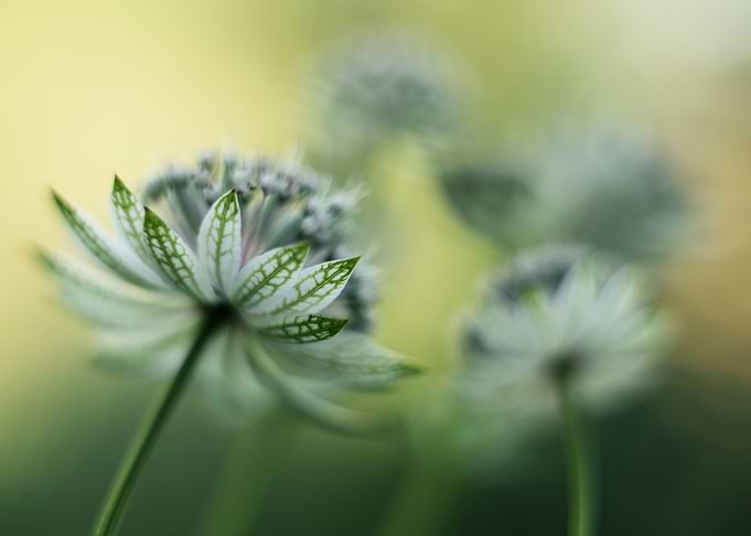 Astrantia impression