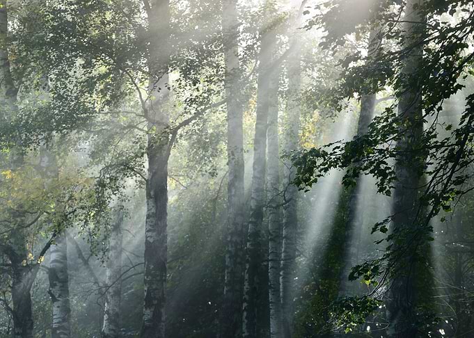 Sun Rays In A Fog In The F