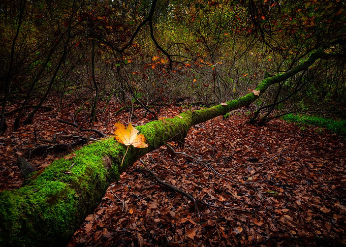Autumnal Forest Landscape