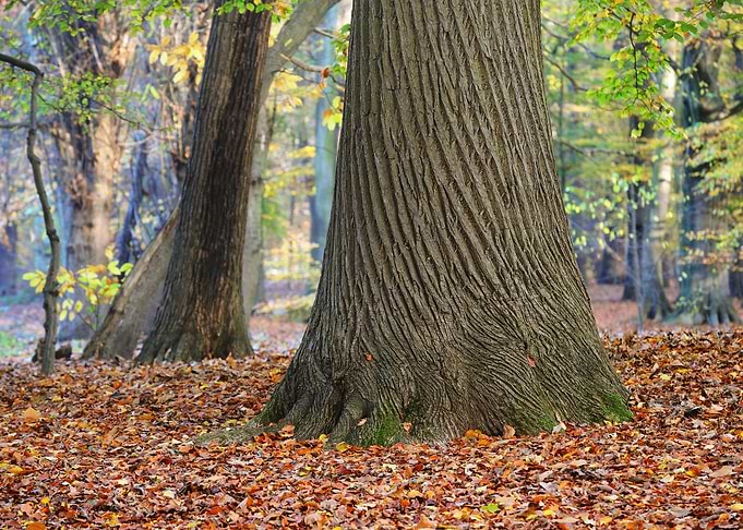 Autumn Forest Nachtegalenp