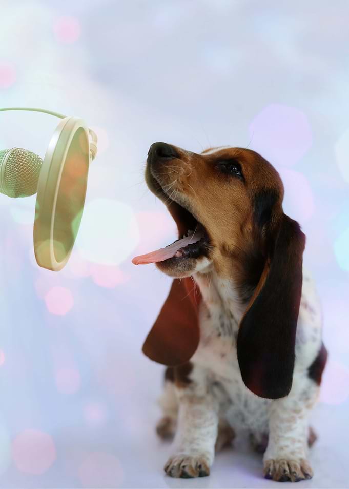 Hush Puppy