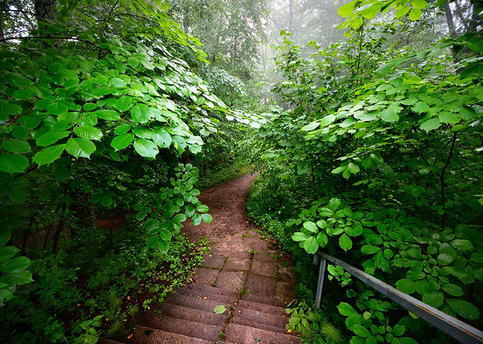 Staiway In Forest Disappea