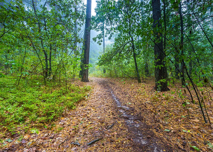 Beautiful Autumnal Forest