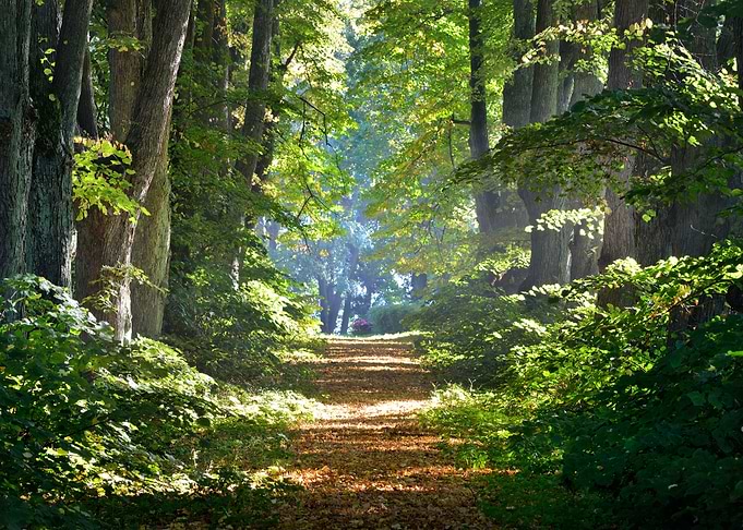 Road In A Beautiful Forest