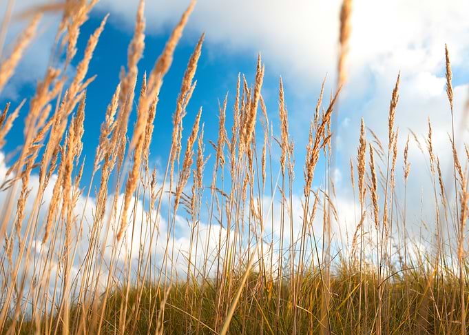 Grass And Sky