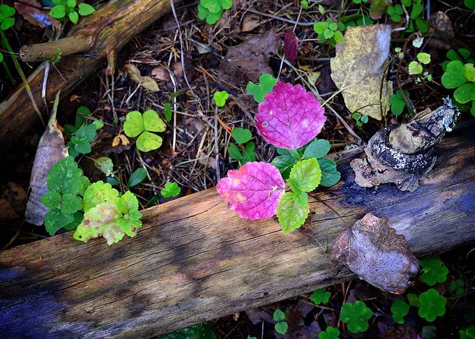 Forest Substrate CloseUp